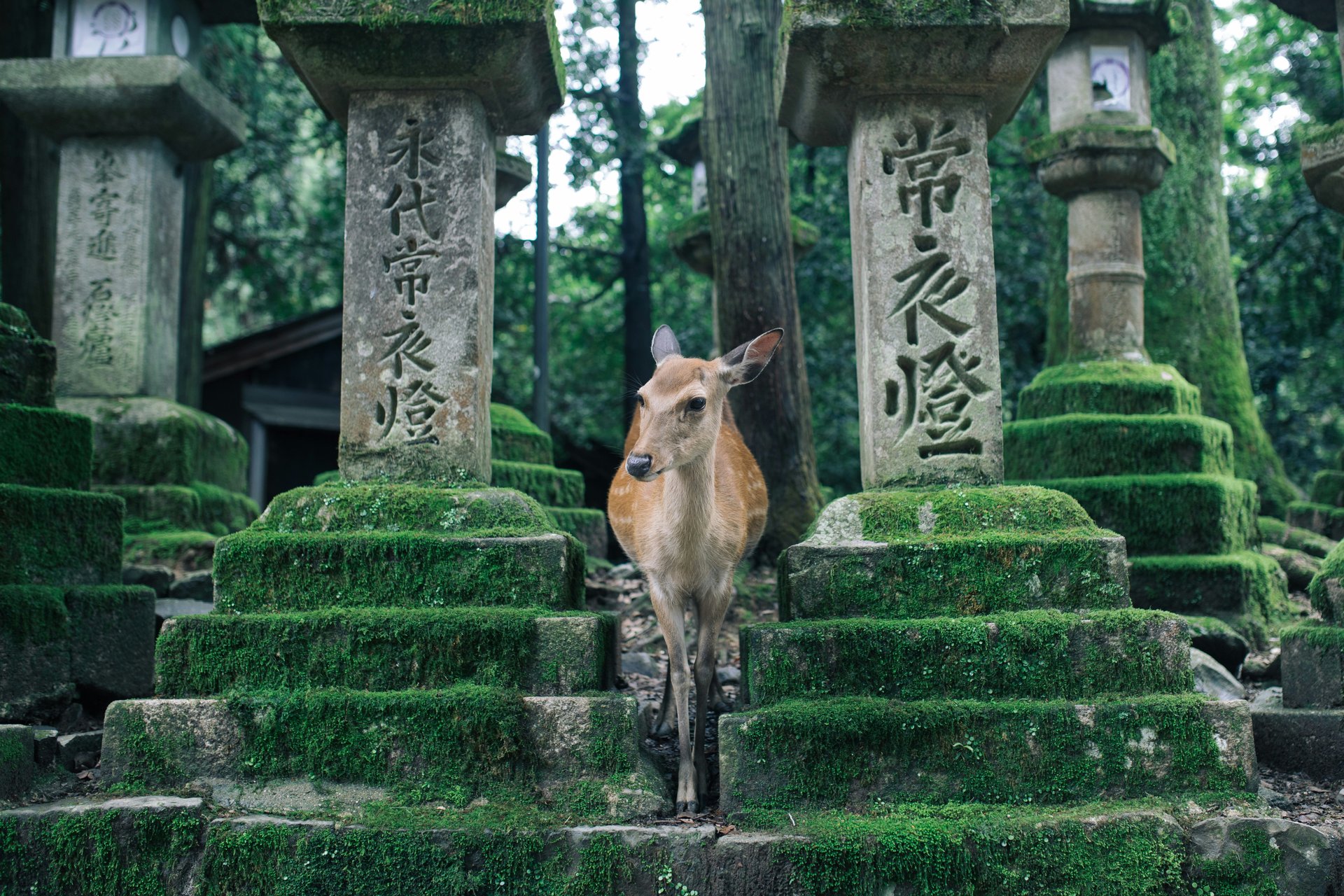 11 Nara