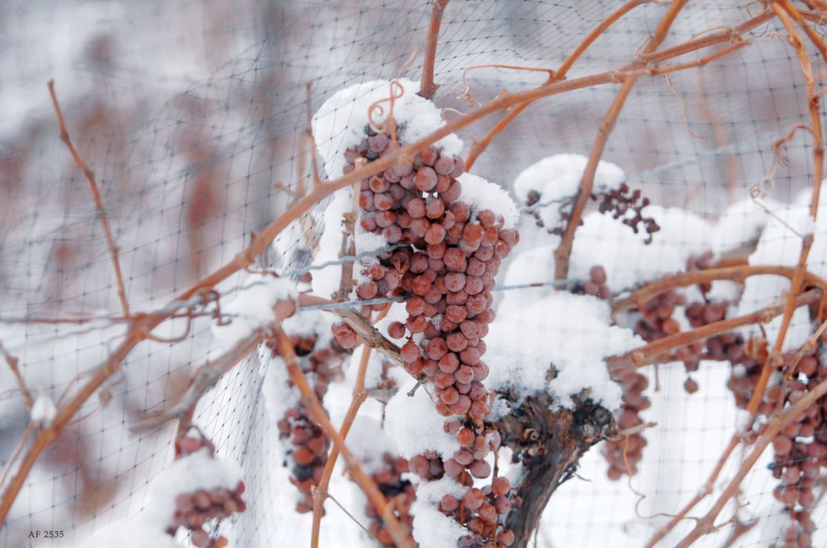 Frozen Vineyard