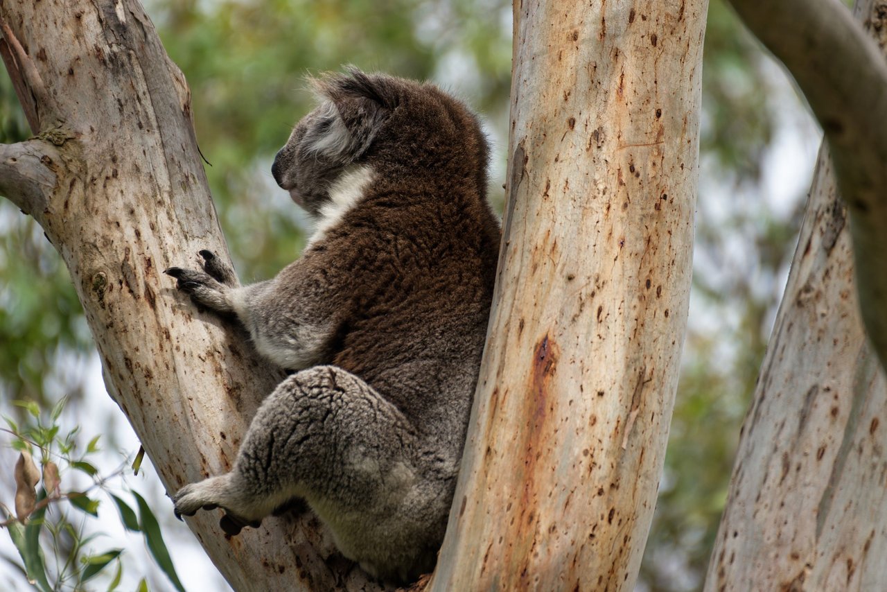Australia tour, photo 2 of 12