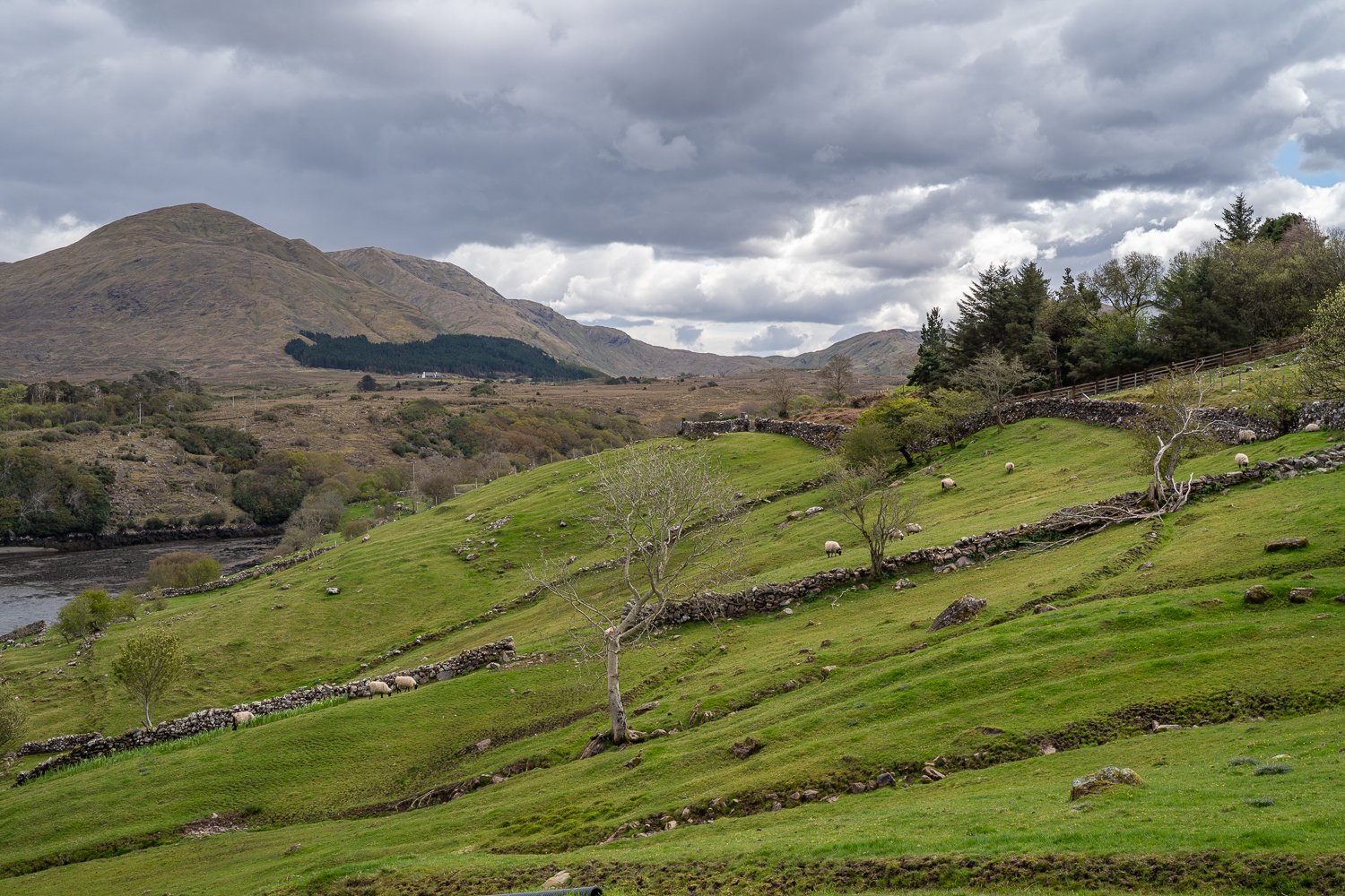 Sheepherding 05064