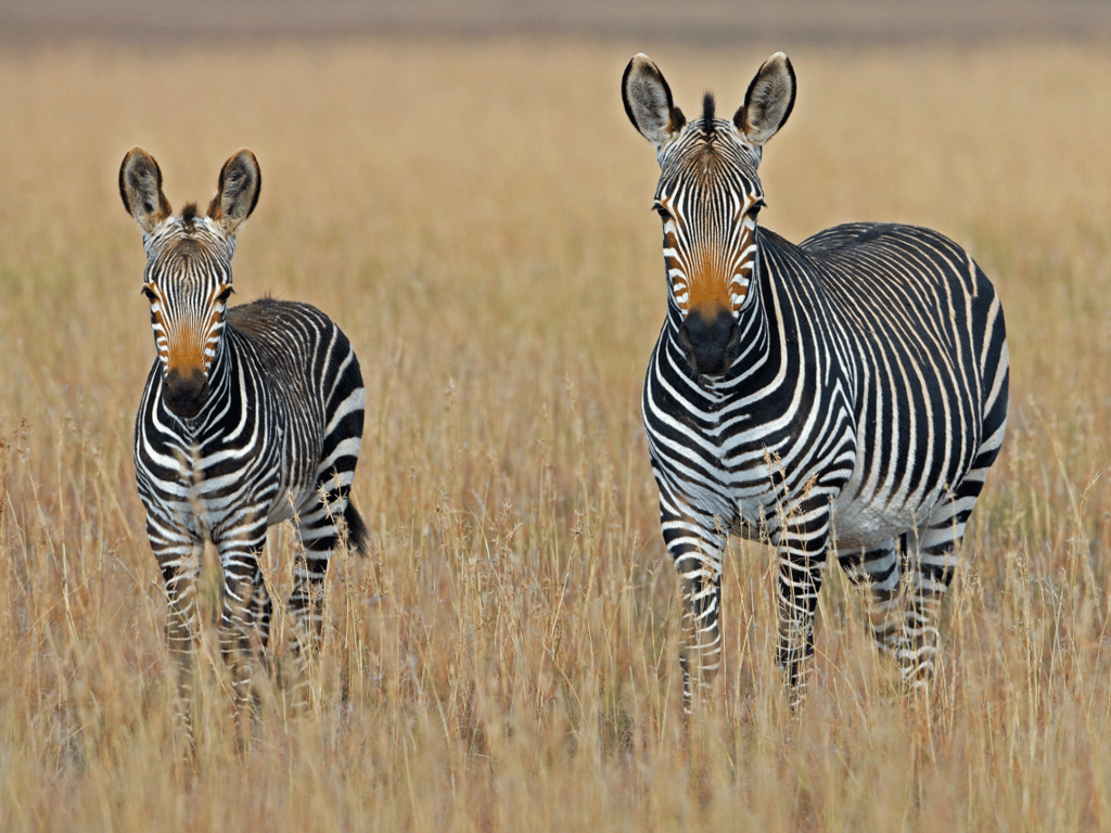 South Africa tour image