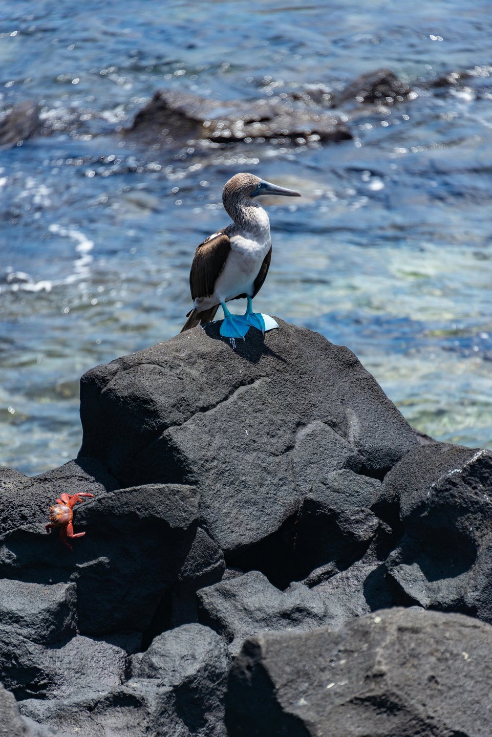Galapagos Blue Footed