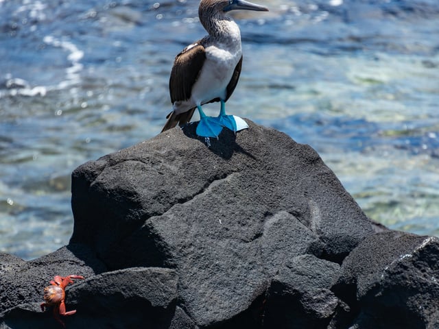 Galapagos Blue Footed