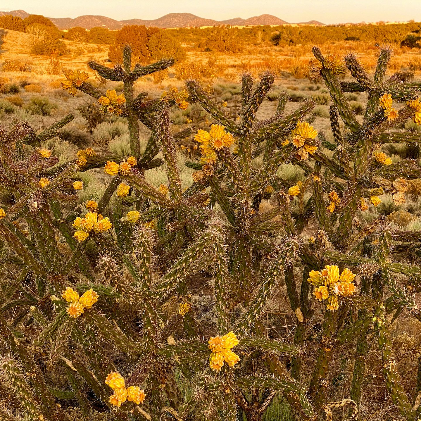 Santa Fe Cactus