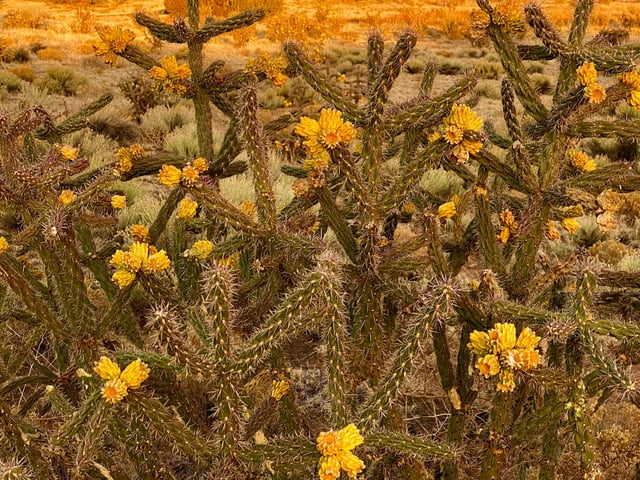 Santa Fe Cactus