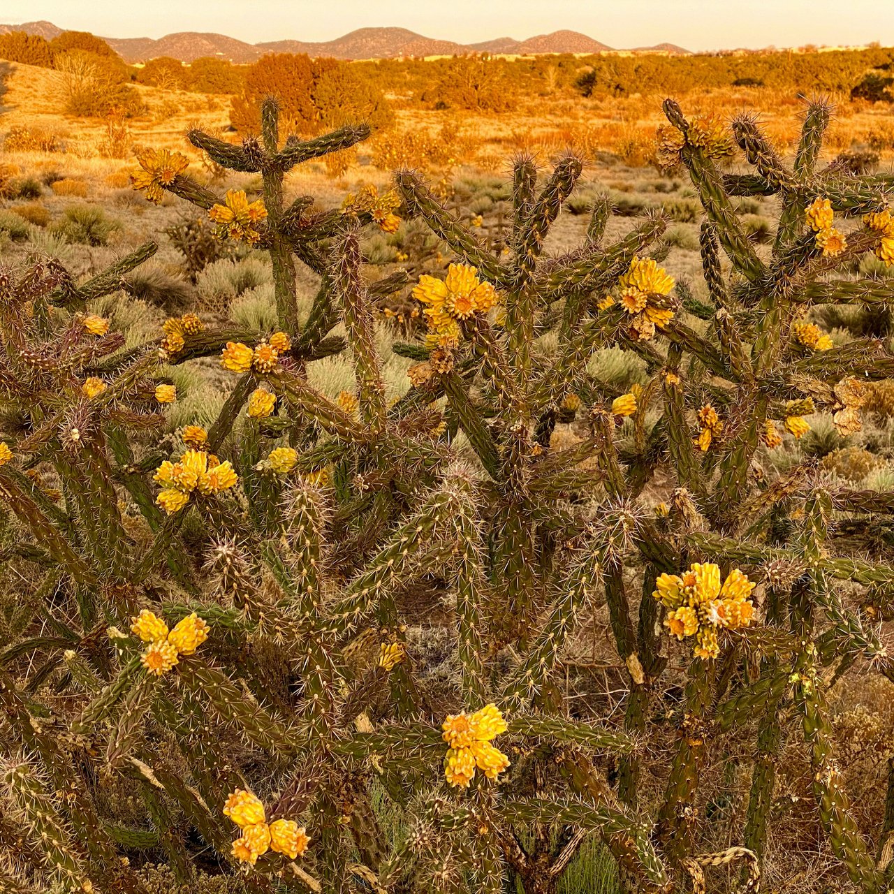 USA: Santa Fe, New Mexico tour, photo 8 of 12
