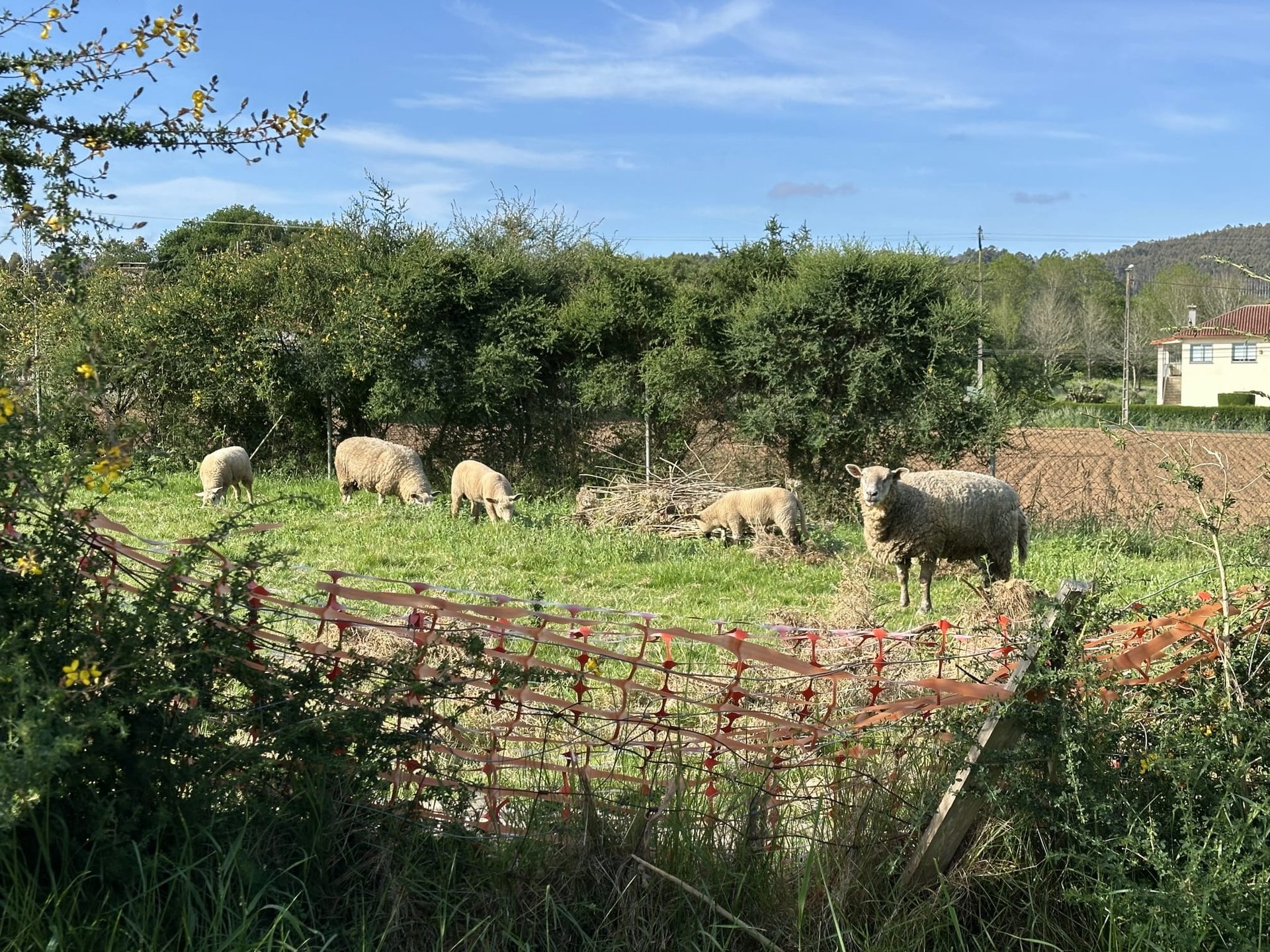 Sheep