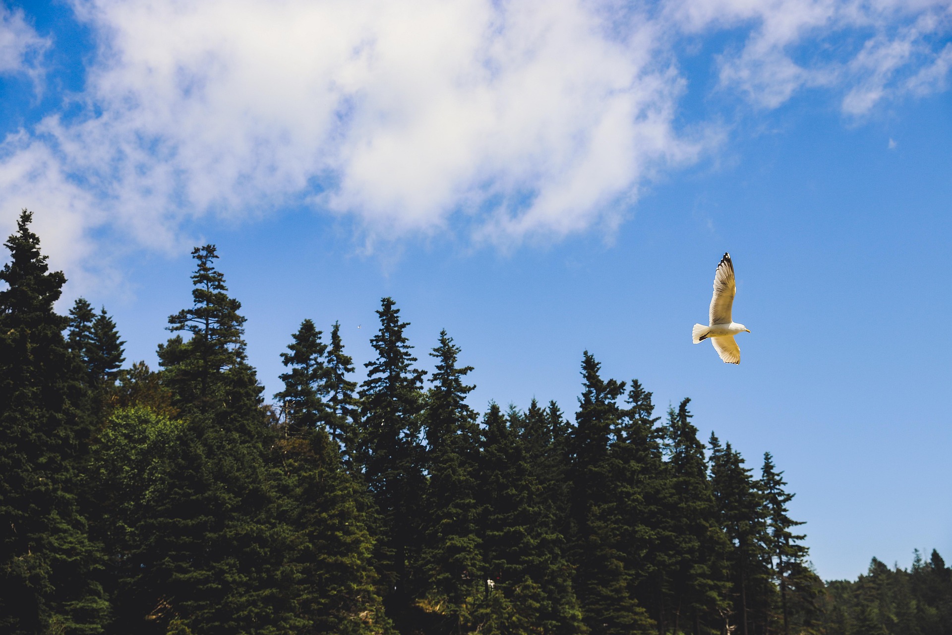 Bird
