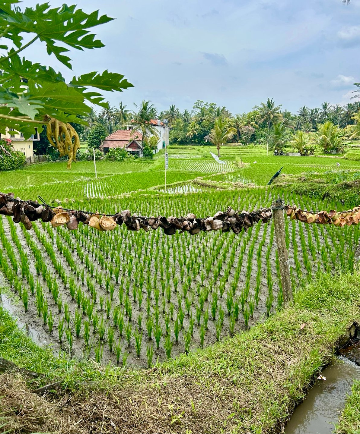 Bali 2025N