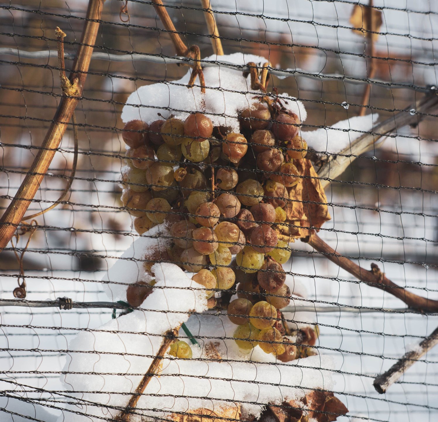 Frozen Vineyard