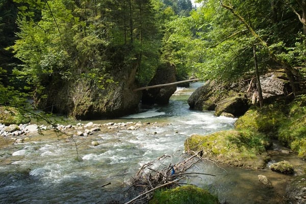 Wunderschöne Wanderung entlang der Sihl von Sihlbrugg aus