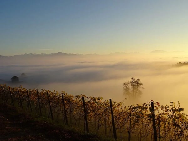 Auf der Vollenweid befindet sich der höchstgelegene Weinberg des Kantons Zürich
