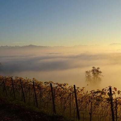Auf der Vollenweid befindet sich der höchstgelegene Weinberg des Kantons Zürich