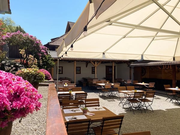 Bright pink blooming azaleas at the edge of the beer garden