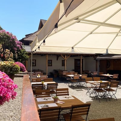 Leuchtend pink blühende Azaleen am Rande des Biergartens