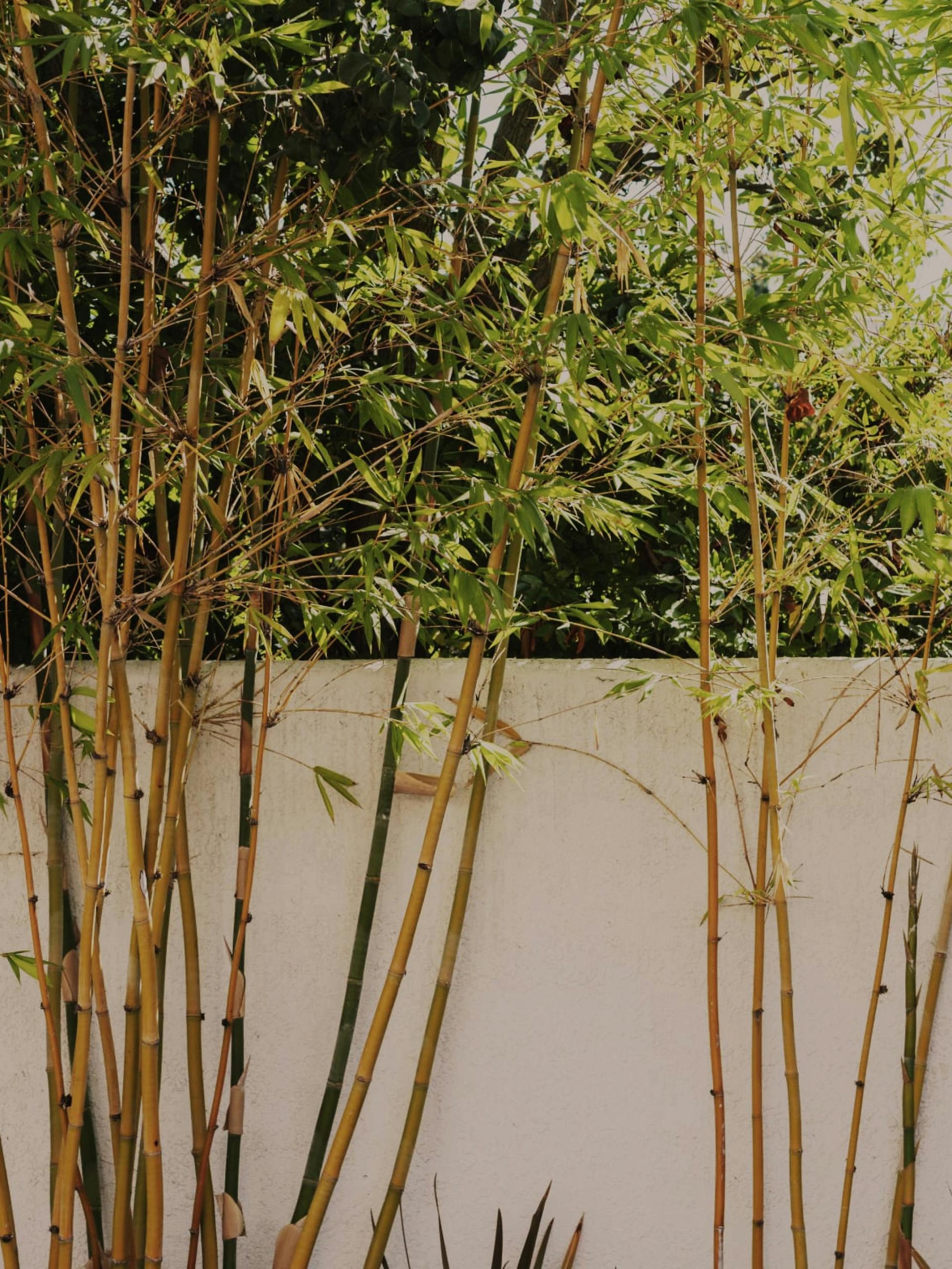 Palm Terrace with market lights and dining under palms.