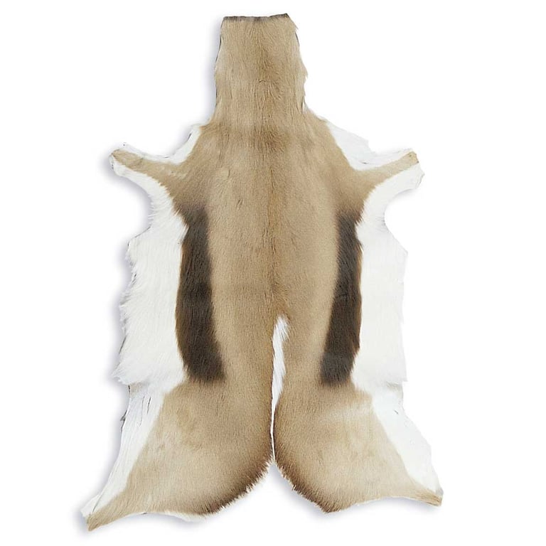 GACELAS DEL TIBET