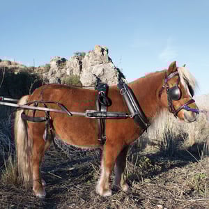 ENGANCHE INGLES DOBLE MINIPONY DE CUERO KAMELL