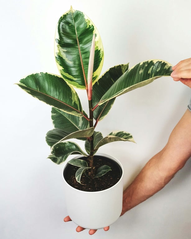 Ficus elastica