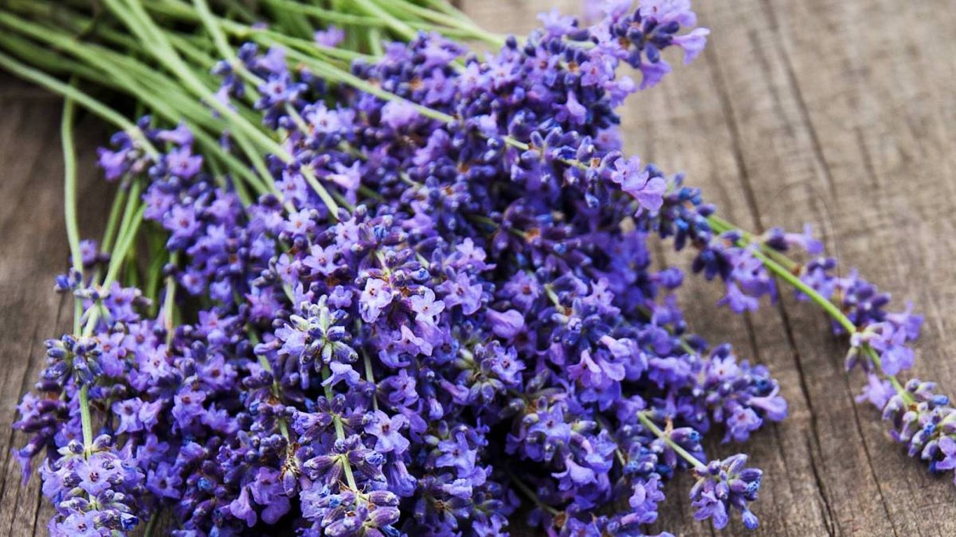 Levandule zachrání vaši zahradu před slimáky