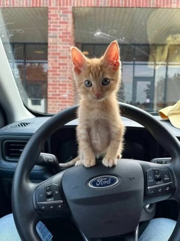 funny-cute-cats-pictures-68df6dcc415c6__700