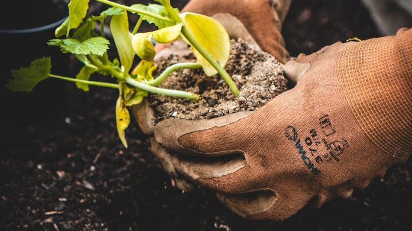 Draslík pro bohatou úrodu