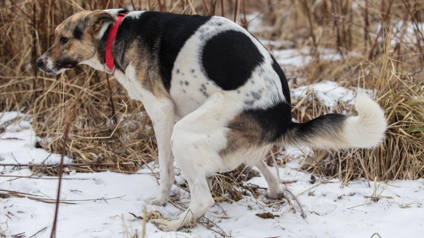 Točení psů před vykonáním potřeby má svůj skrytý důvod. Vědci tvrdí, že souvisí s něčím, co je starší než samotné lidstvo