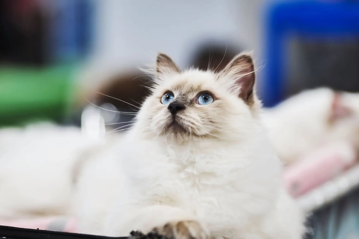 Ragdoll plemeno kočky