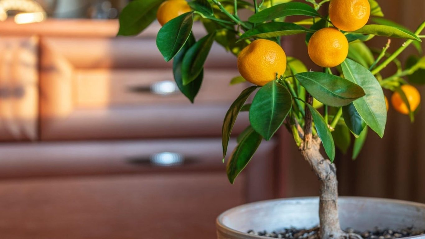 Z jednoho semínka se stal obrovský keř plný plodů. Tajemství spočívá v jednoduchém pravidle, které málokdo zná