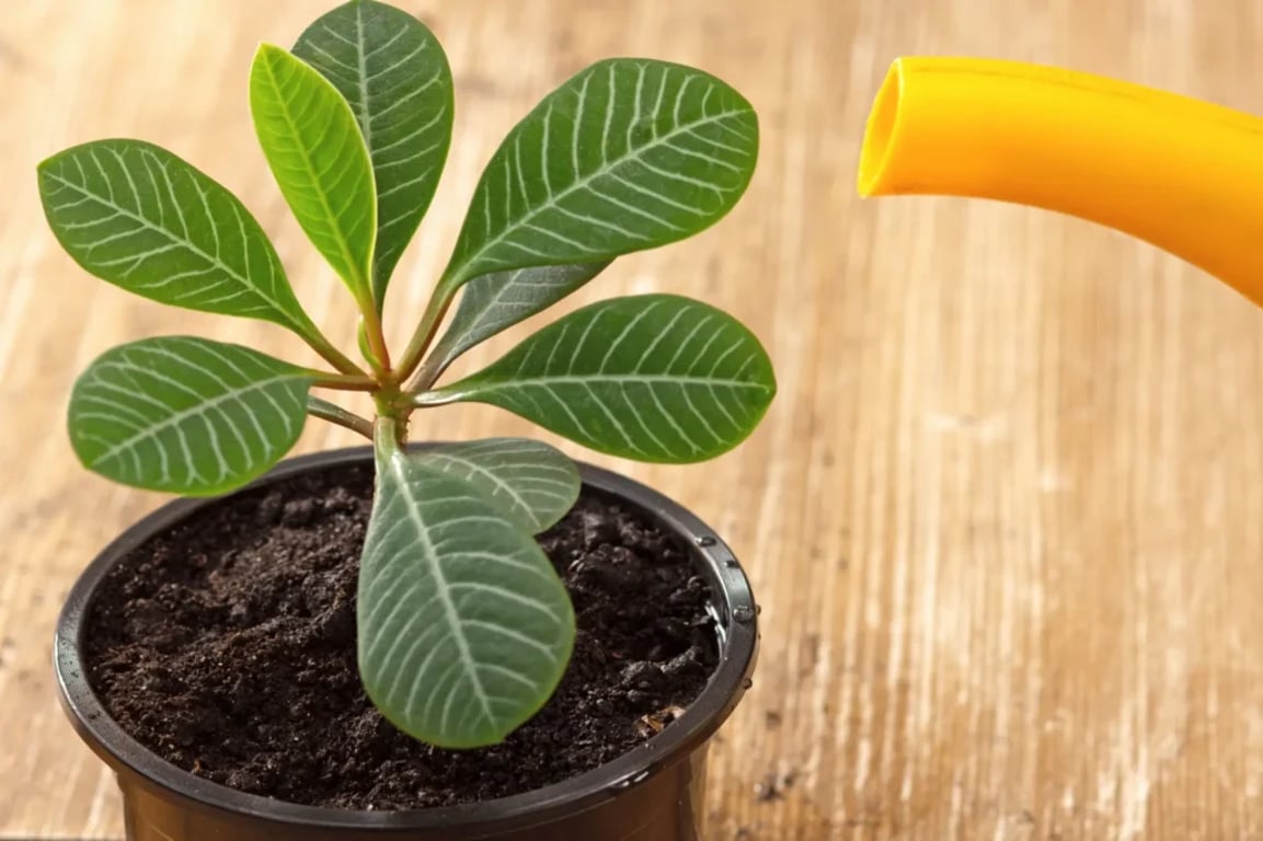 Tato pokojová rostlina způsobuje krvácivé průjmy a slepotu. Okamžitě ji odstraňte z ložnice i dětského pokoje