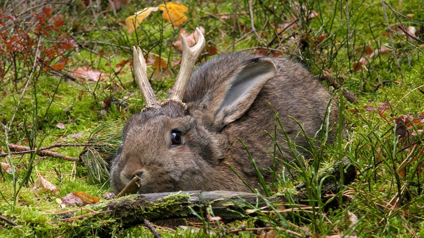 VIDEO: Zajdalen v Jeseníkách? Klip s bájným tvorem pobláznil sítě, viděly ho už miliony lidí