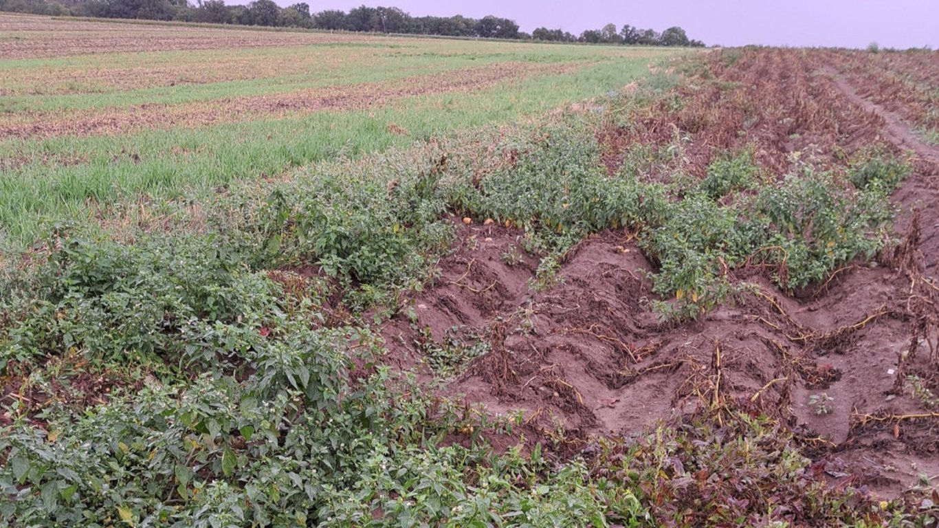 Letos naposledy. V sobotu končí samosběr brambor, cibule a mrkve u Ludéřova