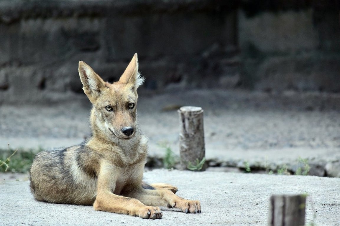 Dnes ráno našla mladá žena toulavého psa a vzala ho k veterináři. Tam se ukázalo, že to vůbec není pes