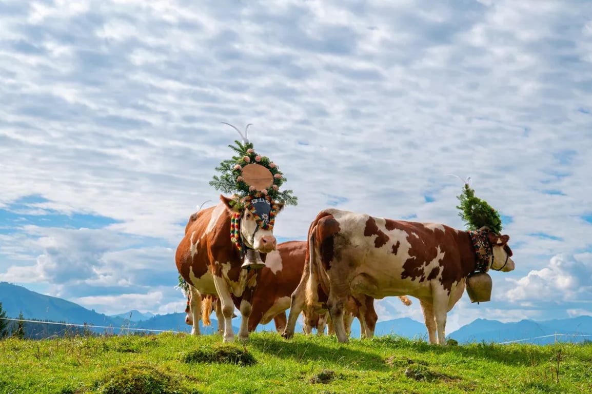 11466d6872e5c-shutterstock-2509647689.jpg.webp