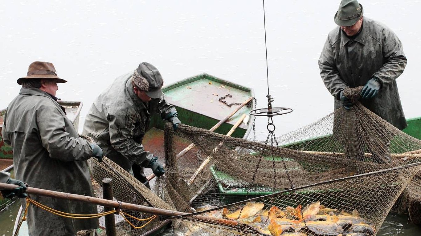 Podzim volá k rybníkům: Čas výlovů, čerstvých ryb a lahodná vůně z kuchyně