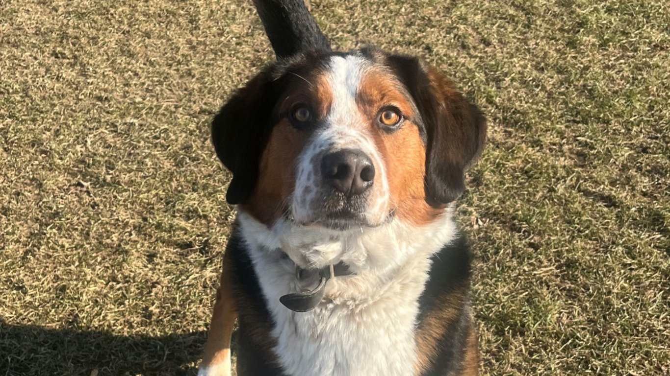 HLEDÁME PÁNÍČKA: Alex a Baddy z Mohelnice jsou hodní pejsci, budou to dobří parťáci