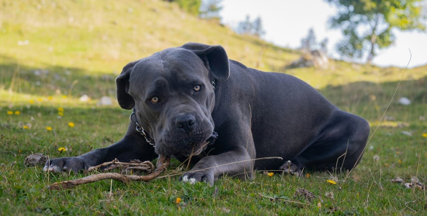 Dvanáct psů potrhalo veterinářku, nebyli ani očkovaní proti vzteklině. Chyba majitele, píše biolog
