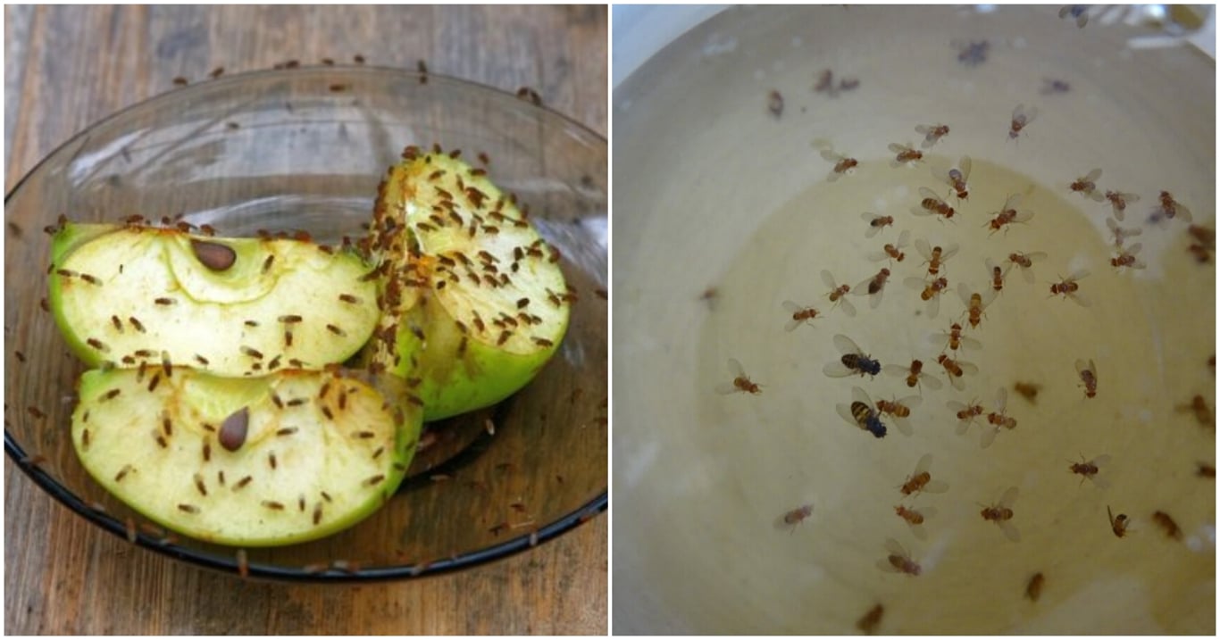 Octomilky mizely, jako by nikdy nebyly. Babička používala past ze suroviny za 20 korun, která funguje i dnes