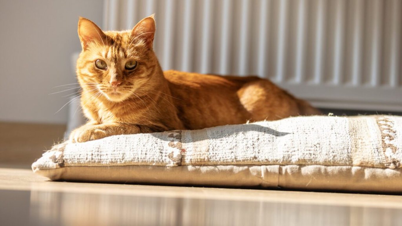 Podobnosti s Alzheimerem