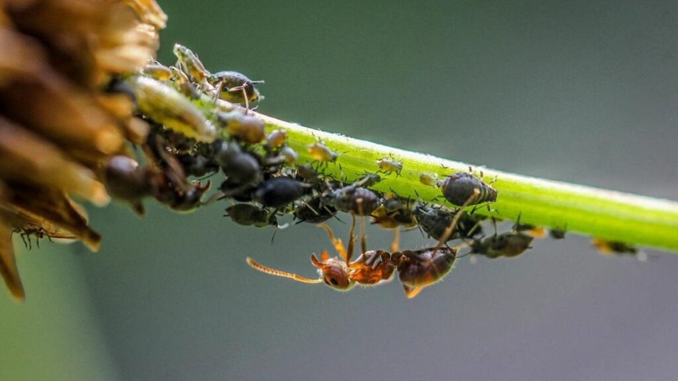 Mravenců a mšic na zahradě je třeba zbavit se dříve, než bude pozdě. Pomůže i entomologické lepidlo