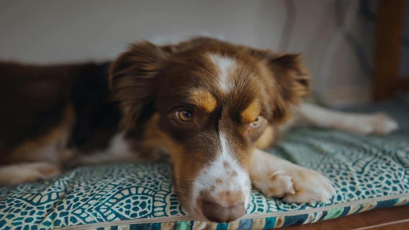 Nehlídaný pes způsobil v domácnosti požár. Odborníci varují před lithiovými bateriemi