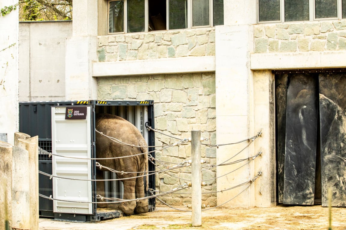 Osmiletý samec slona indického odcestuje z ostravské zoo do Francie