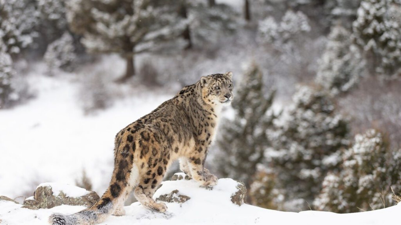 Jak se slaví Mezinárodní den sněžných leopardů