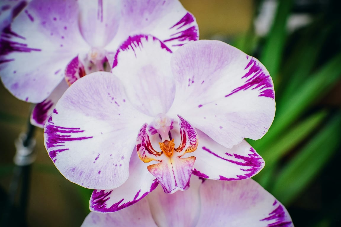 Podmínky panující za okny jsou ideální pro orchideje. Buďte na ně krutí a v zimě vám krásně rozkvetou