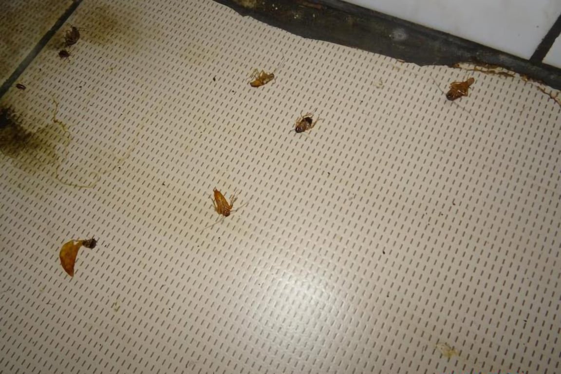 Švábi v suterénu? Prostory k restauraci nepatří, hájí se olomoucký podnik