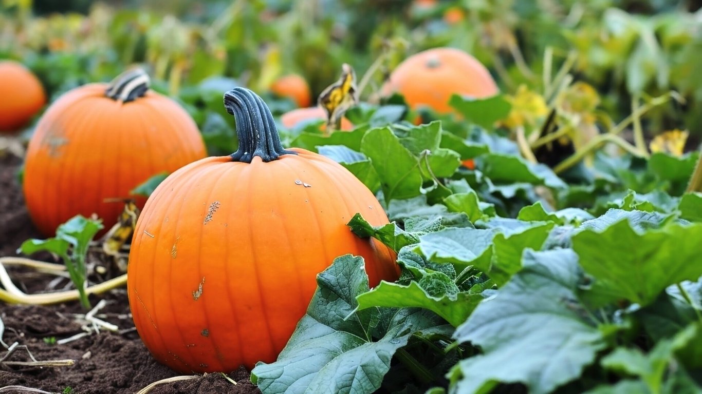 Dýně jsou velmi populární a využívají se jako podzimní dekorace nebo k přípravě pokrmů.