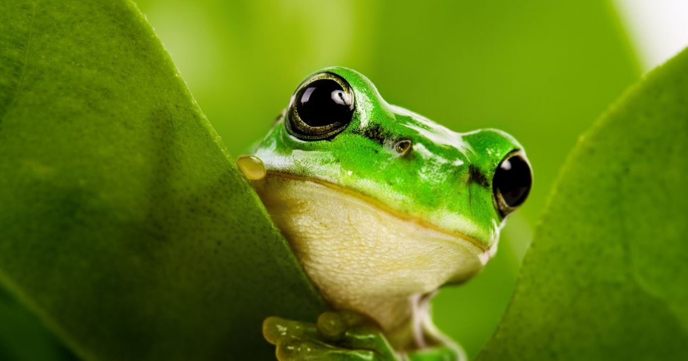 Lidé zuří, protože nedokážou vyřešit jednoduchou optickou hádanku. Kůň se na ní skrývá a najde ho jen pár nejbystřejších