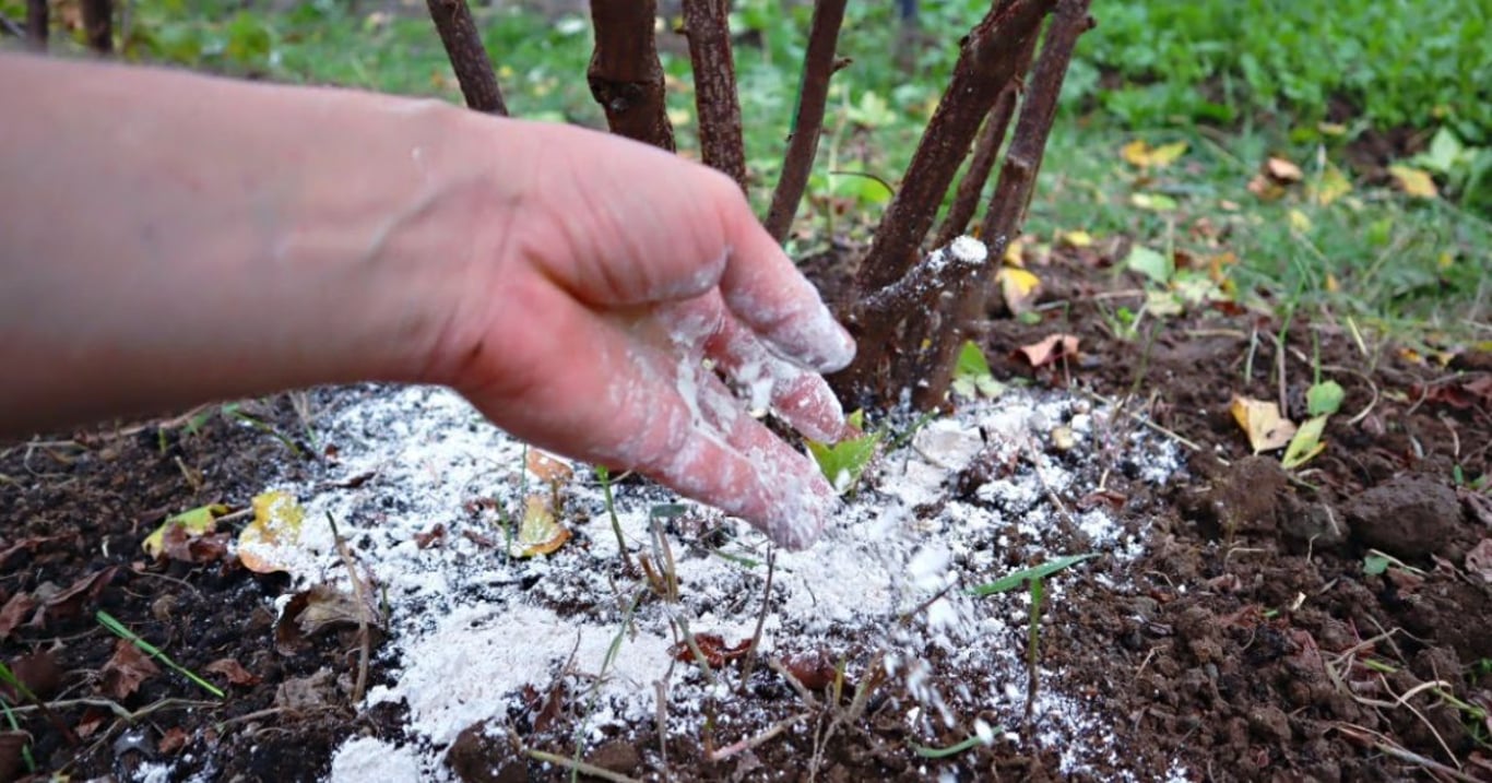 Rybíz bude mít obří bobule velikosti mince. Stačí včas udělat jednu zásadní věc a úroda vás rychle odmění