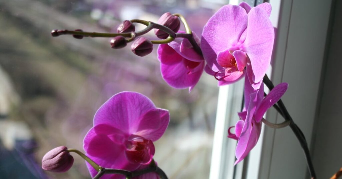 Díky této domácí zálivce vaše orchideje pokvetou jako divé. Tajemstvím jsou 2 klíčové přísady