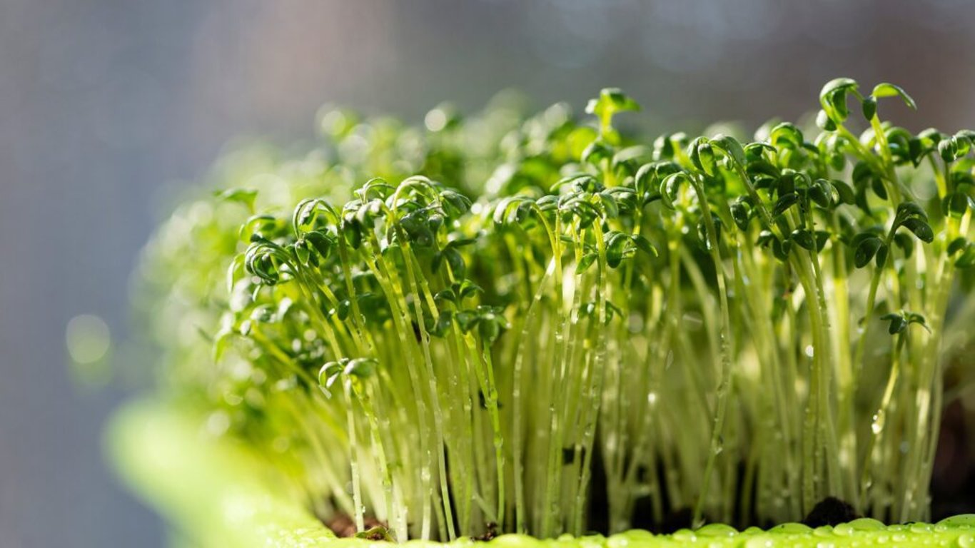 Pomocník při trávení